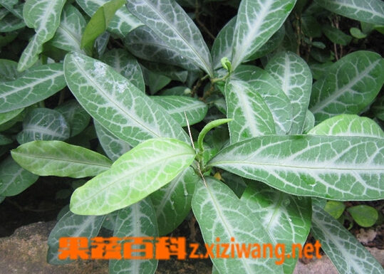 果蔬百科龙利叶