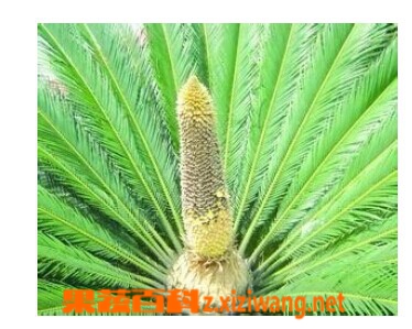 果蔬百科铁树