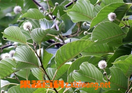 果蔬百科抗癌中药排名