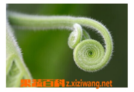 果蔬百科南瓜