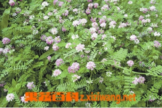 肥皂草的功效与作用