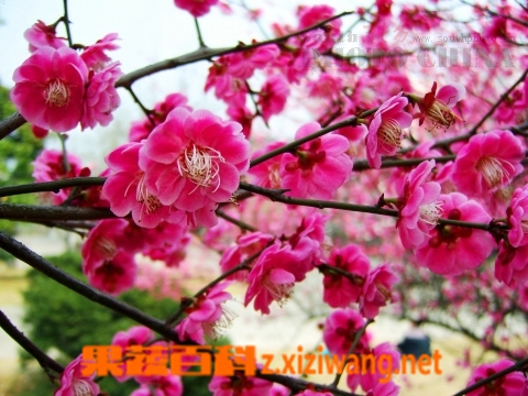 果蔬百科马利筋
