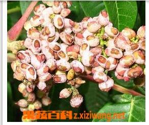 果蔬百科五倍子