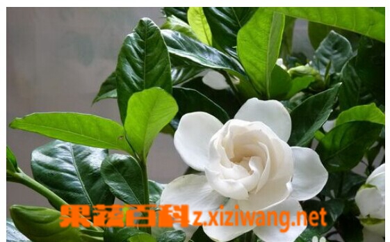 果蔬百科栀子