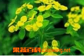 长叶大戟的功效与作用