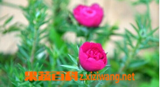 果蔬百科半枝莲