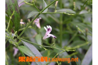 穿心莲的功效与作用是什么呢?