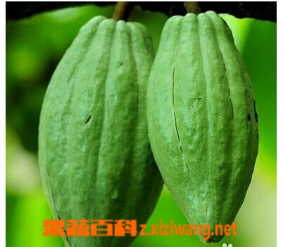 果蔬百科佛手瓜