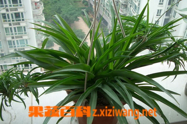 果蔬百科吊兰叶子发黄