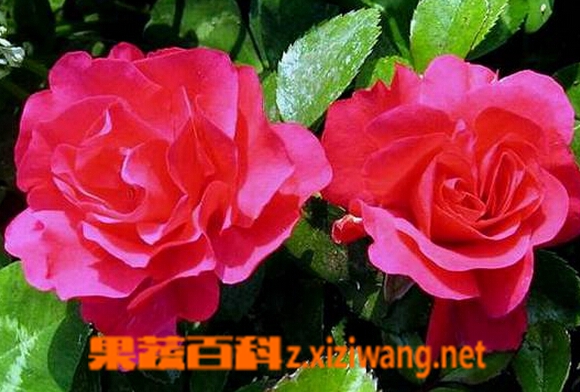 果蔬百科玫瑰和月季的区别