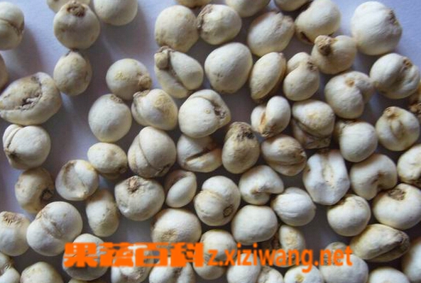果蔬百科贝母