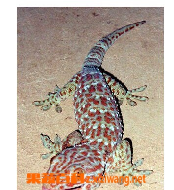 果蔬百科蛤蚧