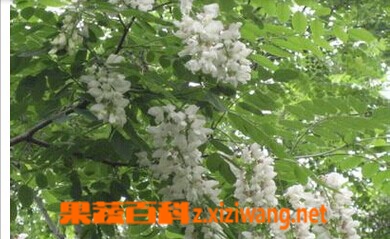 果蔬百科槐花