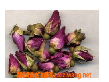 果蔬百科月季花