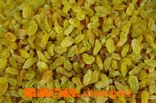 果蔬百科葡萄干