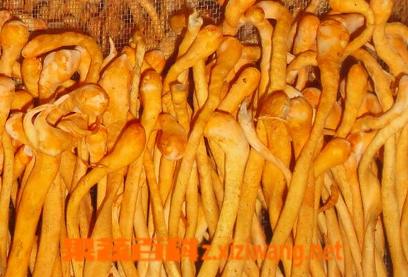 果蔬百科虫草花