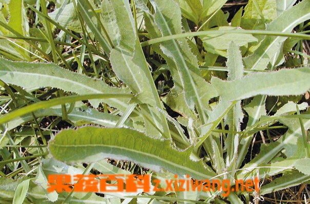 果蔬百科野菜白毫