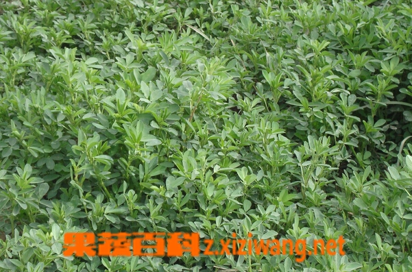 果蔬百科野菜白毫