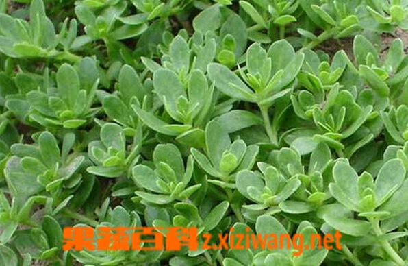 果蔬百科孕妇哪些野菜不能吃