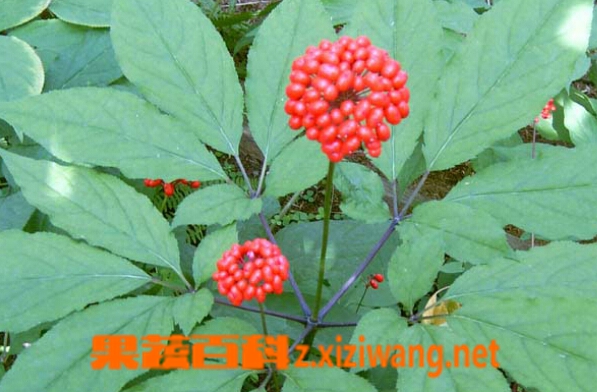 果蔬百科人参花
