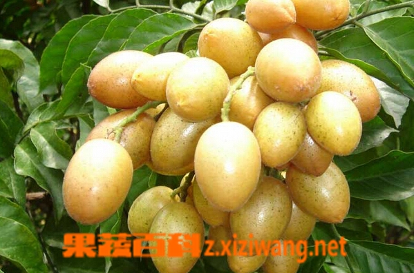 果蔬百科黄皮