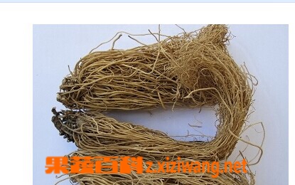 果蔬百科细辛