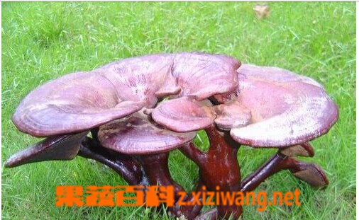 果蔬百科灵芝