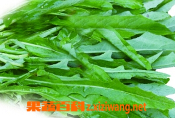 果蔬百科苦菜