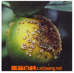 果蔬百科柑橘溃疡病