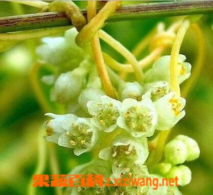 果蔬百科菟丝子