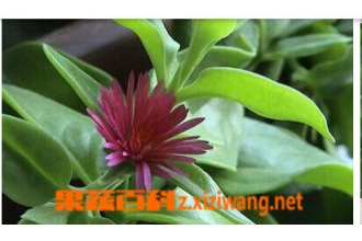 穿心莲的功效和作用
