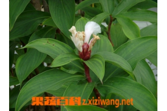 闭鞘姜的功效与作用