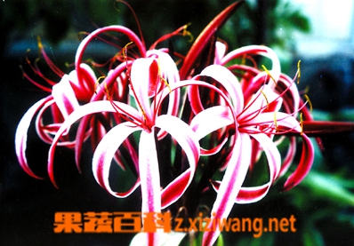 果蔬百科红花文殊兰