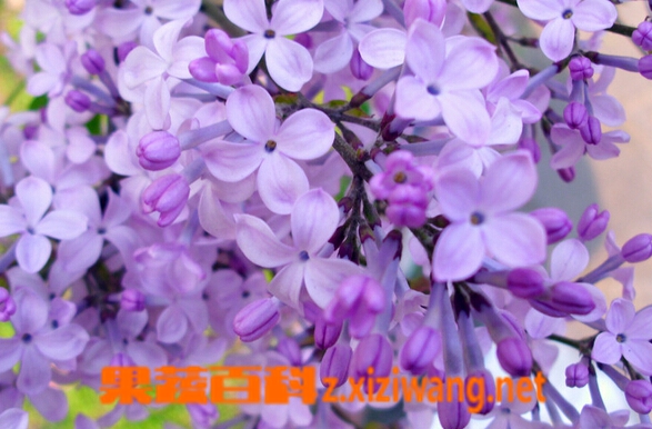 果蔬百科紫丁香花