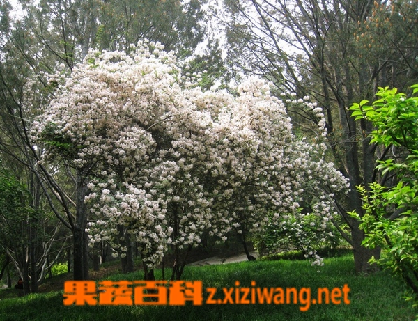 果蔬百科猬实