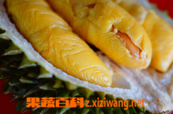 果蔬百科榴莲