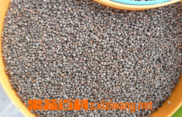 果蔬百科紫苏子