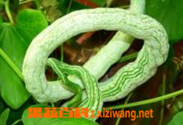果蔬百科蛇豆