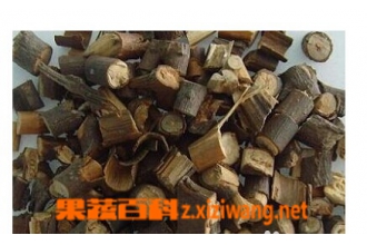 桂枝的功效和作用