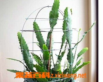 果蔬百科令箭荷花