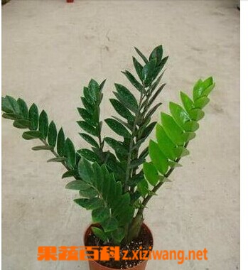 果蔬百科金钱树