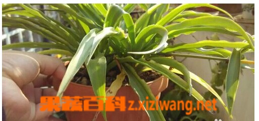 果蔬百科吊兰