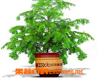果蔬百科红豆杉