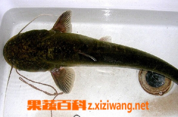 果蔬百科大口鲶鱼
