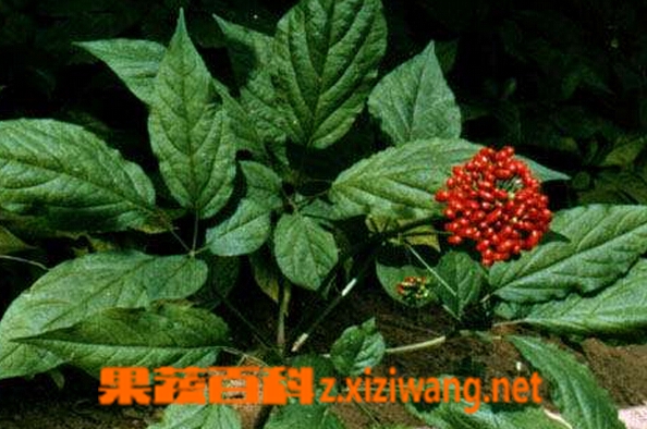 果蔬百科人参种植