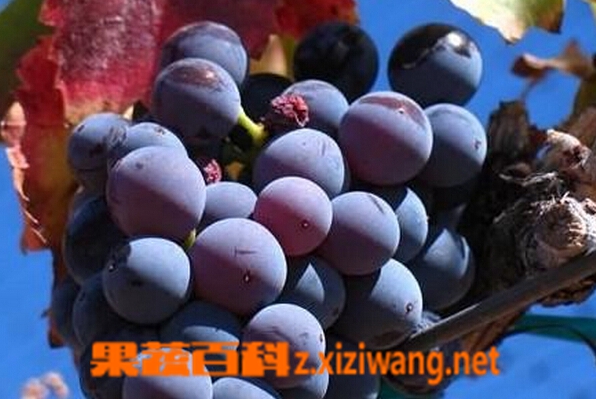 果蔬百科歌海娜