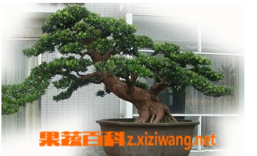 果蔬百科罗汉松