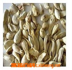 果蔬百科橘子核