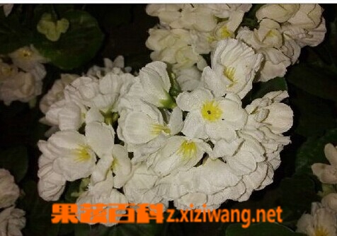 果蔬百科喝茉莉花茶