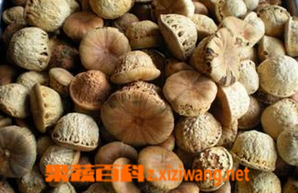 果蔬百科壮阳果